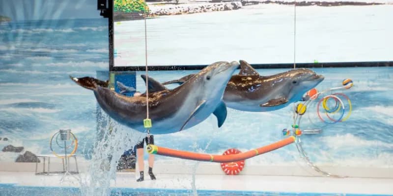 Save Up to 20% with Combo: Dubai Frame + Dolphin & Seal Show – Dubai Dolphinarium - Image 3