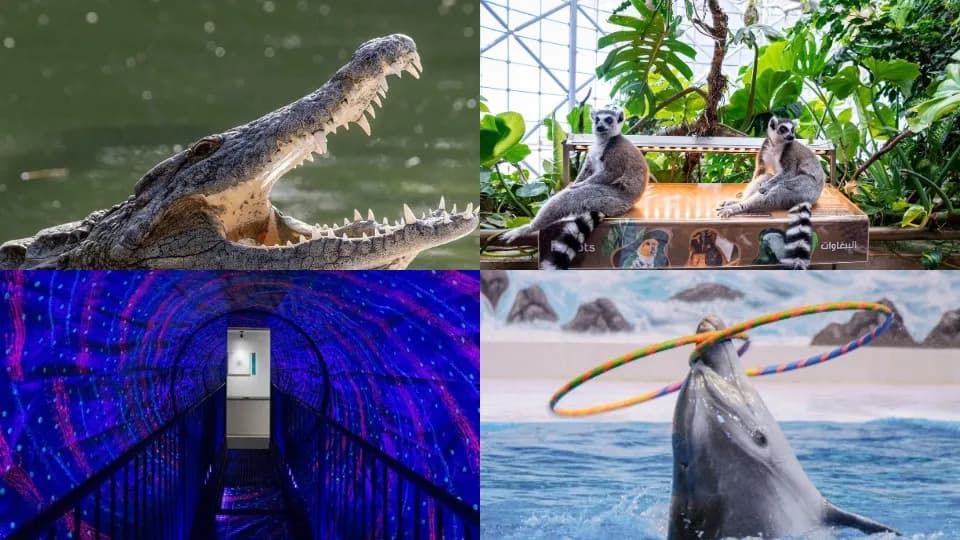 Crocodile Park Special Offer Combos – Upto 20% OFF - Image 1